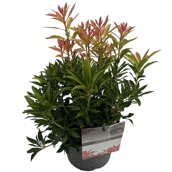 <h4>Pieris jap. 'Forest Flame' sense</h4>