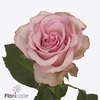 Rosa large paloma steffi