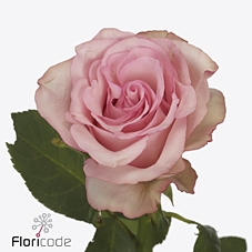 Rosa large paloma steffi