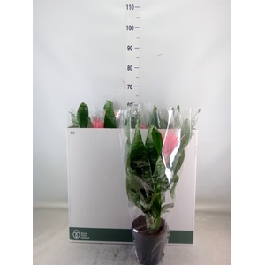 Aechmea fasciata 'Primera'