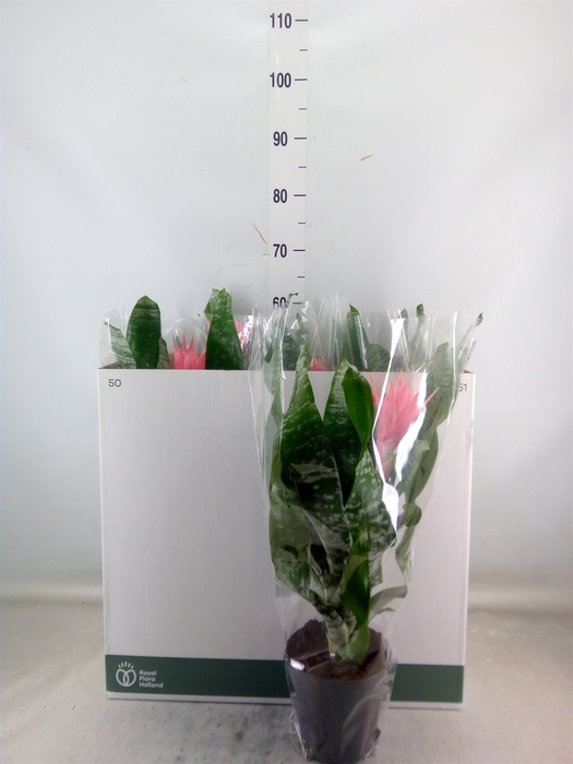 <h4>Aechmea fasciata 'Primera'</h4>
