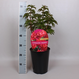 Paeonia Premium Longlife 26CM Rood