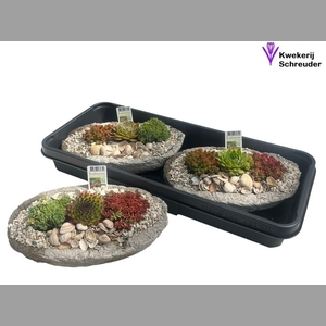ARR TUINPLANTEN
