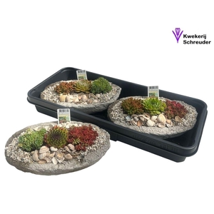 ARR TUINPLANTEN