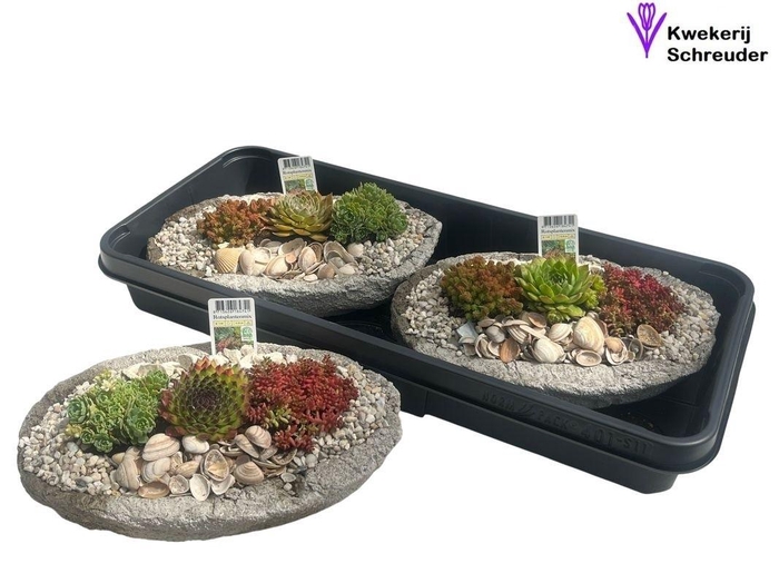 <h4>ARR TUINPLANTEN</h4>