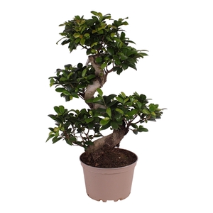 Ficus m. Ginseng pot ø22cm in Carbon Free pot S-Shape