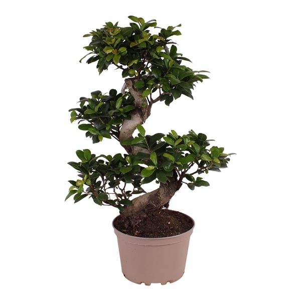 <h4>Ficus m. Ginseng pot ø22cm in Carbon Free pot S-Shape</h4>