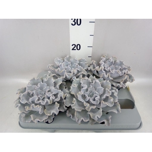 Echeveria   ...