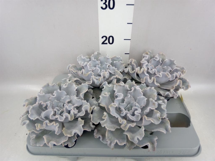 <h4>Echeveria   ...</h4>