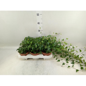 Hedera helix 'Lady Kay'