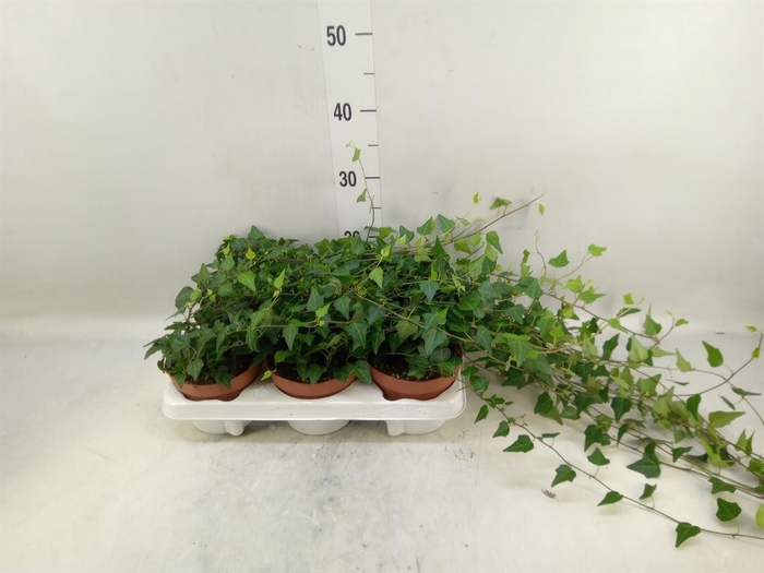 <h4>Hedera helix 'Lady Kay'</h4>