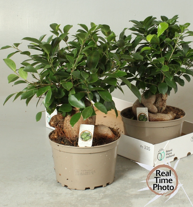 <h4>FIC MI GINSENG</h4>