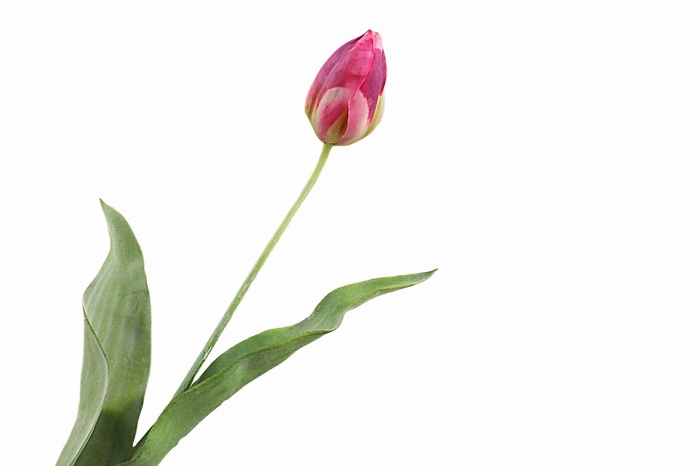 <h4>Tulip Cerise</h4>
