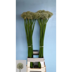Allium Mount Everest