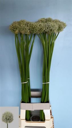 <h4>Allium Mount Everest</h4>