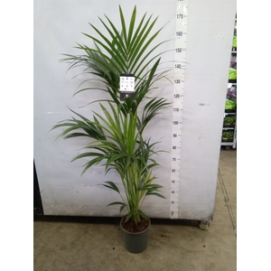 Howea forsteriana