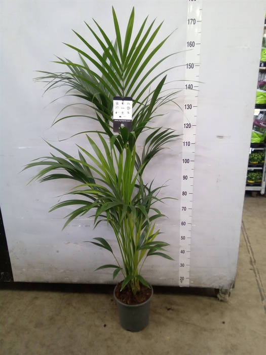 <h4>Howea forsteriana</h4>