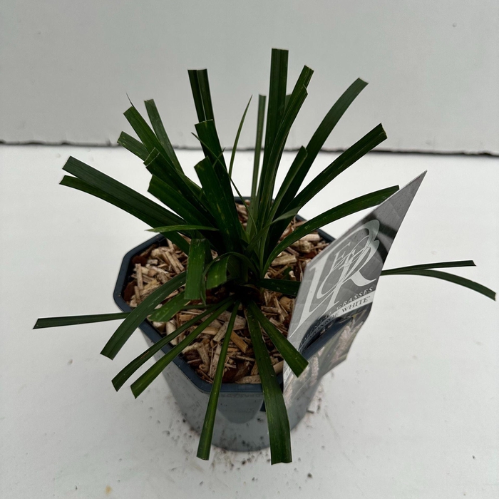 <h4>Liriope Monroe White</h4>