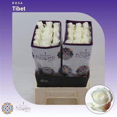 <h4>R Gr Tibet! Ec</h4>