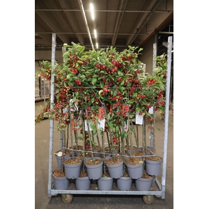 Malus Gorgeus