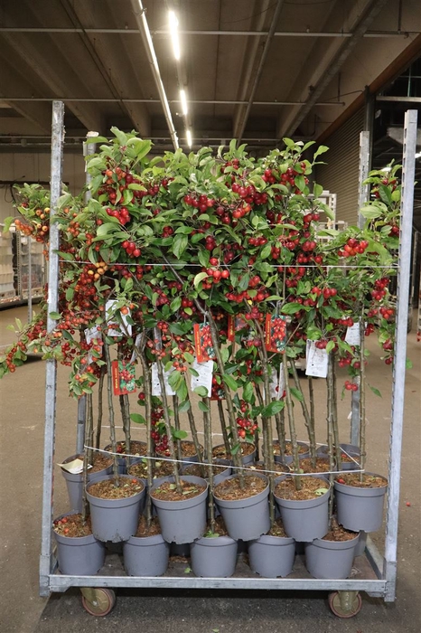 <h4>Malus Gorgeus</h4>