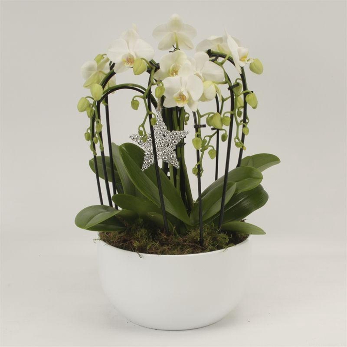 <h4>Phal Casc Wit 9 Tak Keramiek Sena Wit + Hanger</h4>
