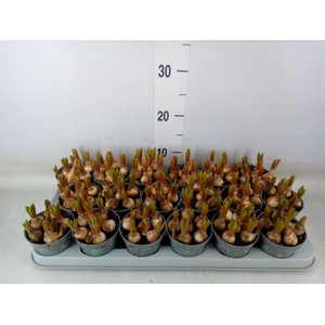 Muscari  'Mountain Lady'