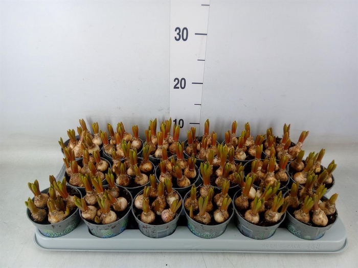 <h4>Muscari  'Mountain Lady'</h4>