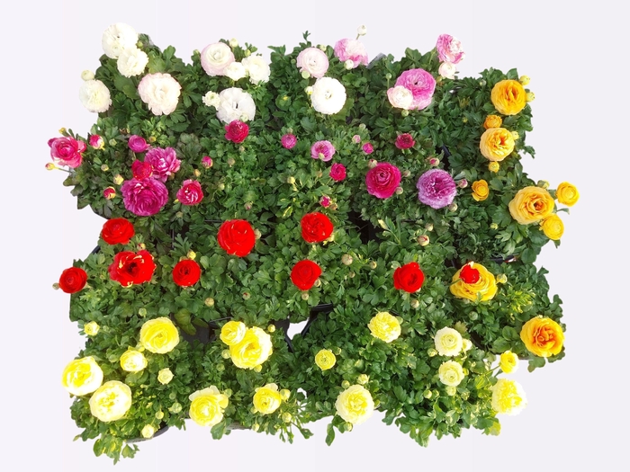 <h4>RANUN VORTEX ELI GEM</h4>