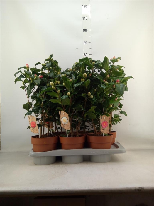 <h4>Camellia   ...mix 3</h4>