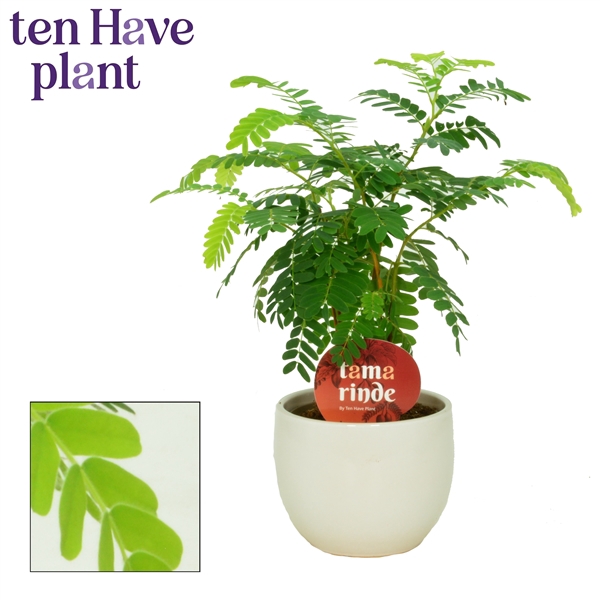 <h4>Tamarinde in Melanie</h4>