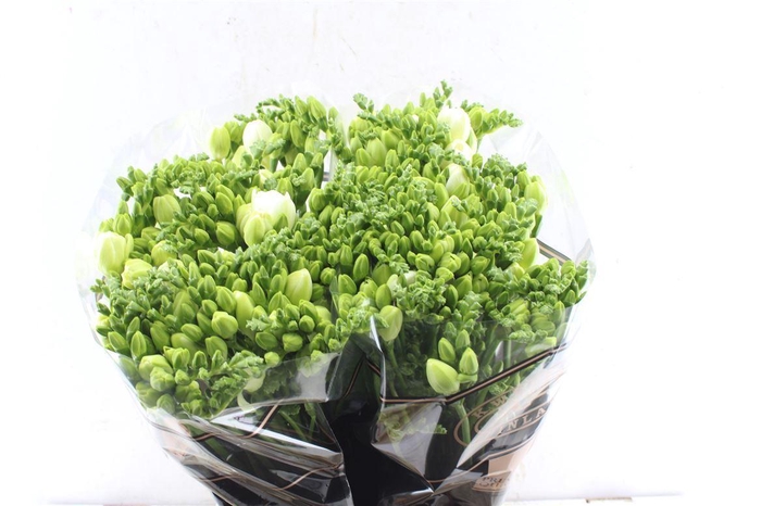 <h4>Fr Du Essence White</h4>