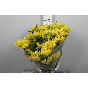 Acacia Mirandol Per Bunch 400 Gram