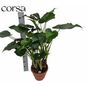 Alocasia cucullata