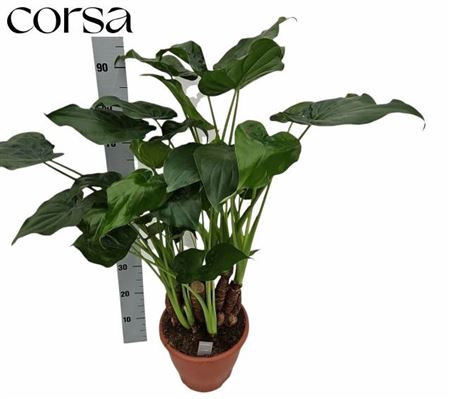 <h4>Alocasia cucullata</h4>
