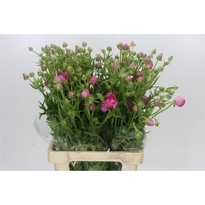 Ranunculus Moderna Dolce