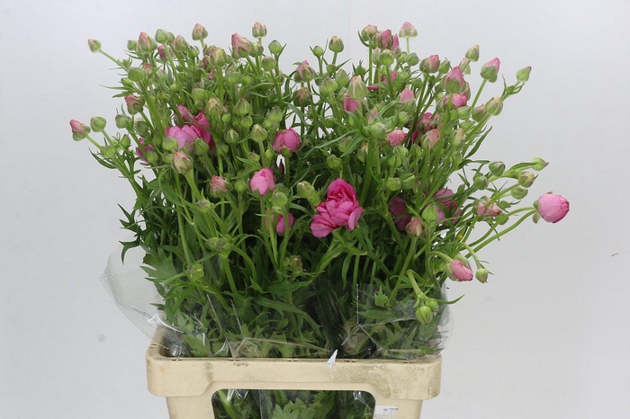<h4>Ranunculus Moderna Dolce</h4>