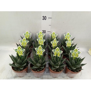 Aloe aristata 'Tiki Tahi'