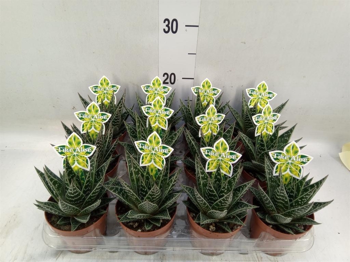 <h4>Aloe aristata 'Tiki Tahi'</h4>