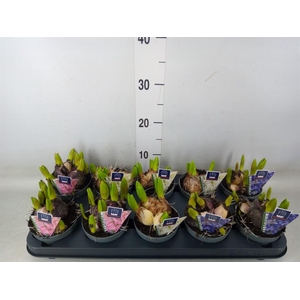 Hyacinthus orie. 'Multifl' ..mix 3