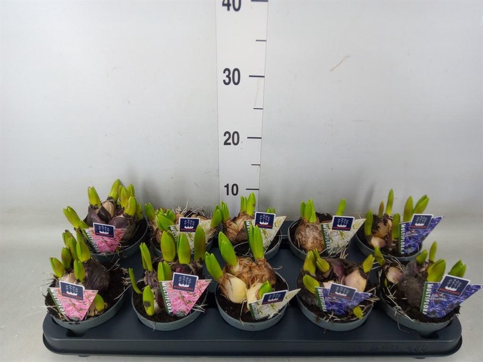 <h4>Hyacinthus orie. 'Multifl' ..mix 3</h4>