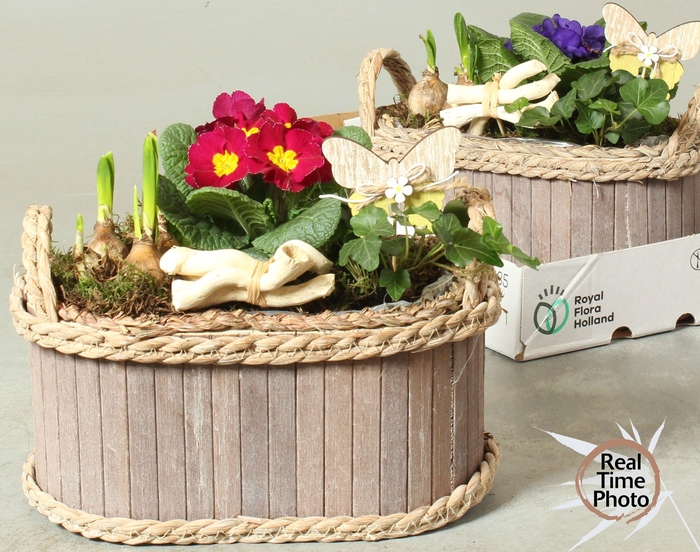 <h4>ARR TUINPLANTEN</h4>