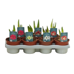 Hippeastrum Exclusieve mix