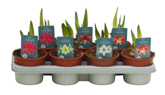 <h4>Hippeastrum Exclusieve mix</h4>