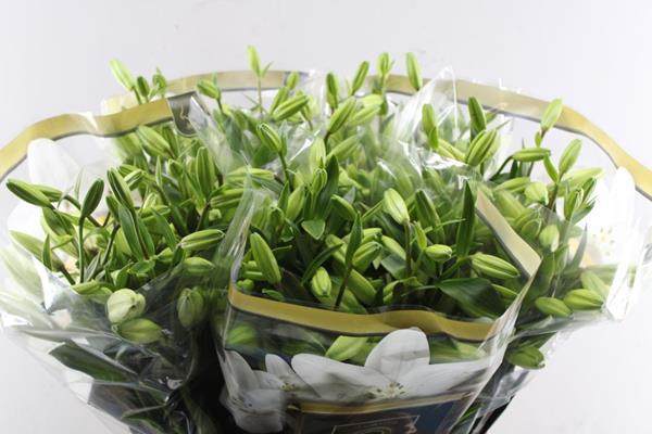 <h4>Li La Litouwen</h4>