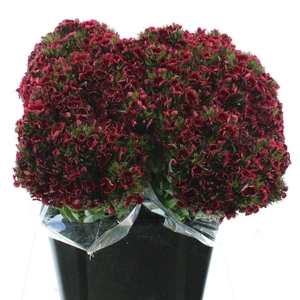 Di Barb Kiwi Dark Red