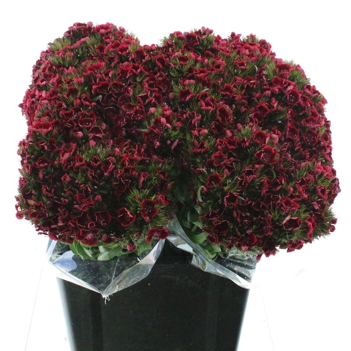 <h4>Di Barb Kiwi Dark Red</h4>