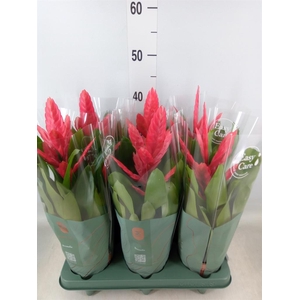 Vriesea  'Intenso Pink'