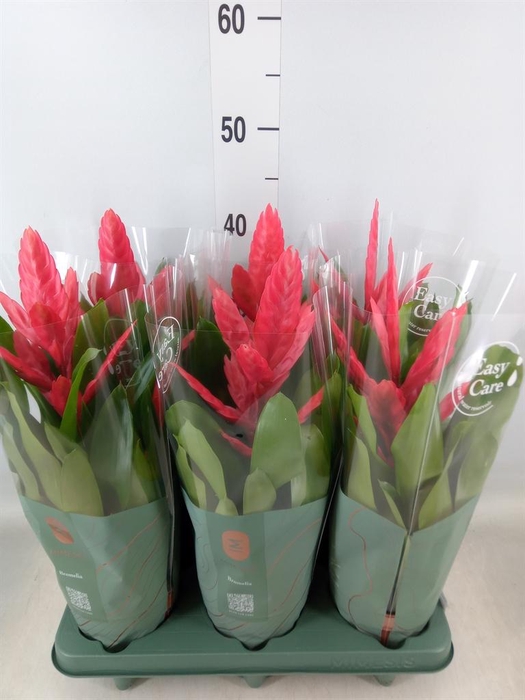 <h4>Vriesea  'Intenso Pink'</h4>