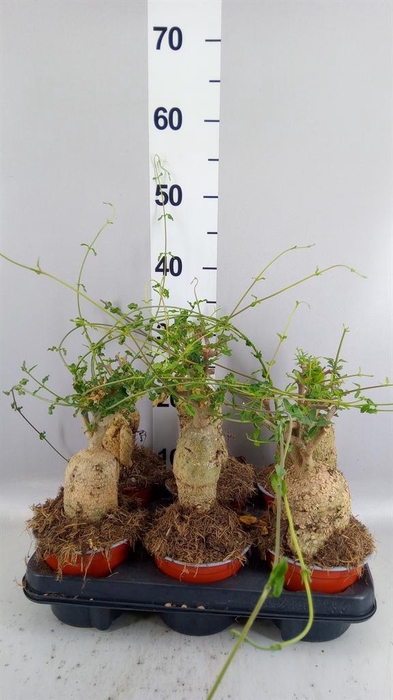 <h4>Succulents   ...</h4>